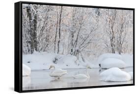 Whooper swans in lake, Laukaa, Central Finland-Jussi Murtosaari-Framed Stretched Canvas