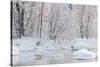 Whooper swans in lake, Laukaa, Central Finland-Jussi Murtosaari-Stretched Canvas