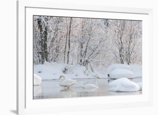Whooper swans in lake, Laukaa, Central Finland-Jussi Murtosaari-Framed Photographic Print