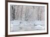 Whooper swans in lake, Laukaa, Central Finland-Jussi Murtosaari-Framed Photographic Print