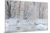 Whooper swans in lake, Laukaa, Central Finland-Jussi Murtosaari-Mounted Photographic Print