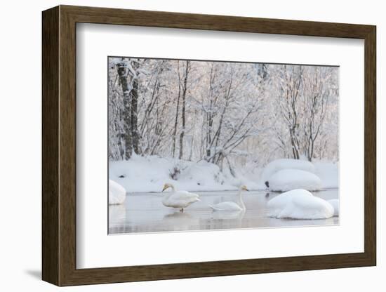 Whooper swans in lake, Laukaa, Central Finland-Jussi Murtosaari-Framed Photographic Print