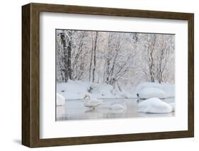 Whooper swans in lake, Laukaa, Central Finland-Jussi Murtosaari-Framed Photographic Print