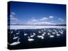 Whooper Swans, Lake Kussharo, Hokkaido, Japan-null-Stretched Canvas