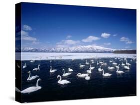 Whooper Swans, Lake Kussharo, Hokkaido, Japan-null-Stretched Canvas