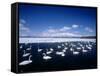 Whooper Swans, Lake Kussharo, Hokkaido, Japan-null-Framed Stretched Canvas