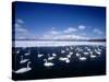 Whooper Swans, Lake Kussharo, Hokkaido, Japan-null-Stretched Canvas