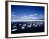 Whooper Swans, Lake Kussharo, Hokkaido, Japan-null-Framed Photographic Print
