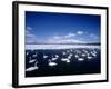 Whooper Swans, Lake Kussharo, Hokkaido, Japan-null-Framed Photographic Print