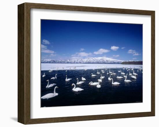 Whooper Swans, Lake Kussharo, Hokkaido, Japan-null-Framed Photographic Print