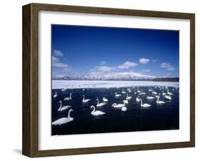 Whooper Swans, Lake Kussharo, Hokkaido, Japan-null-Framed Photographic Print