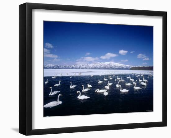 Whooper Swans, Lake Kussharo, Hokkaido, Japan-null-Framed Photographic Print