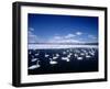 Whooper Swans, Lake Kussharo, Hokkaido, Japan-null-Framed Photographic Print