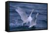 Whooper Swans Landing in Water-DLILLC-Framed Stretched Canvas
