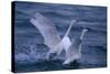 Whooper Swans Landing in Water-DLILLC-Stretched Canvas