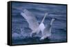 Whooper Swans Landing in Water-DLILLC-Framed Stretched Canvas