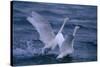 Whooper Swans Landing in Water-DLILLC-Stretched Canvas