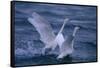 Whooper Swans Landing in Water-DLILLC-Framed Stretched Canvas