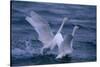 Whooper Swans Landing in Water-DLILLC-Stretched Canvas
