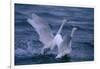 Whooper Swans Landing in Water-DLILLC-Framed Photographic Print