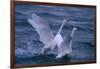 Whooper Swans Landing in Water-DLILLC-Framed Photographic Print