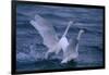 Whooper Swans Landing in Water-DLILLC-Framed Photographic Print