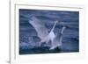 Whooper Swans Landing in Water-DLILLC-Framed Photographic Print