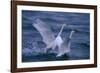 Whooper Swans Landing in Water-DLILLC-Framed Photographic Print