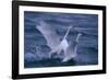 Whooper Swans Landing in Water-DLILLC-Framed Photographic Print