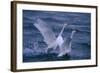 Whooper Swans Landing in Water-DLILLC-Framed Photographic Print