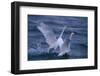 Whooper Swans Landing in Water-DLILLC-Framed Photographic Print