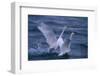 Whooper Swans Landing in Water-DLILLC-Framed Photographic Print