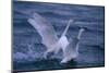 Whooper Swans Landing in Water-DLILLC-Mounted Photographic Print