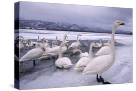 Whooper Swans on Frozen Lake-DLILLC-Stretched Canvas