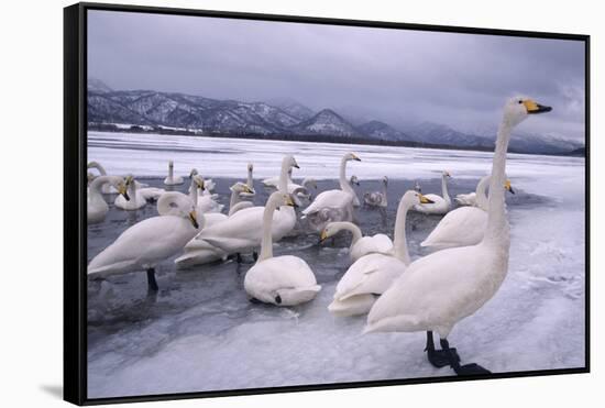 Whooper Swans on Frozen Lake-DLILLC-Framed Stretched Canvas