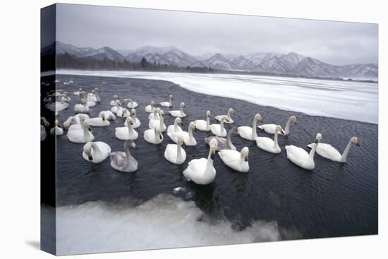 Whooper Swans on Frozen Lake-DLILLC-Stretched Canvas