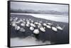 Whooper Swans on Frozen Lake-DLILLC-Framed Stretched Canvas
