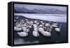 Whooper Swans on Frozen Lake-DLILLC-Framed Stretched Canvas