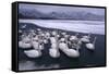 Whooper Swans on Frozen Lake-DLILLC-Framed Stretched Canvas