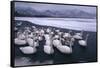 Whooper Swans on Frozen Lake-DLILLC-Framed Stretched Canvas