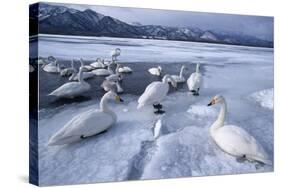 Whooper Swans on Frozen Lake-DLILLC-Stretched Canvas