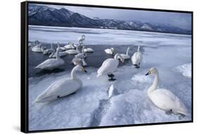 Whooper Swans on Frozen Lake-DLILLC-Framed Stretched Canvas
