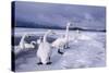 Whooper Swans on Frozen Lake-DLILLC-Stretched Canvas