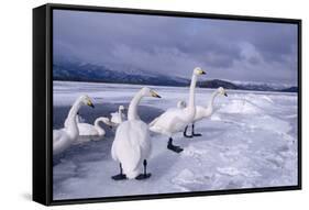 Whooper Swans on Frozen Lake-DLILLC-Framed Stretched Canvas