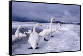 Whooper Swans on Frozen Lake-DLILLC-Framed Stretched Canvas