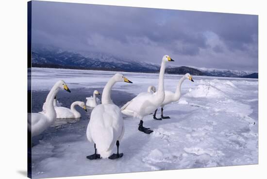 Whooper Swans on Frozen Lake-DLILLC-Stretched Canvas