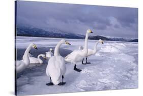 Whooper Swans on Frozen Lake-DLILLC-Stretched Canvas