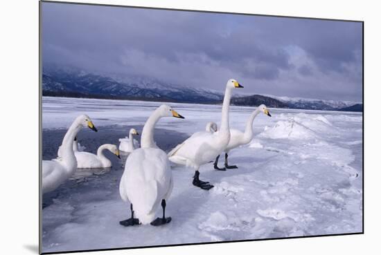 Whooper Swans on Frozen Lake-DLILLC-Mounted Photographic Print