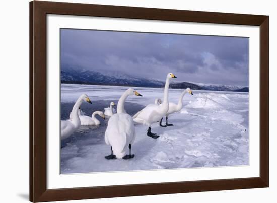 Whooper Swans on Frozen Lake-DLILLC-Framed Photographic Print