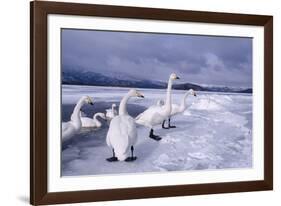 Whooper Swans on Frozen Lake-DLILLC-Framed Photographic Print